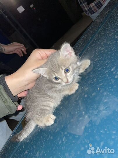 Кошка в дар бесплатно