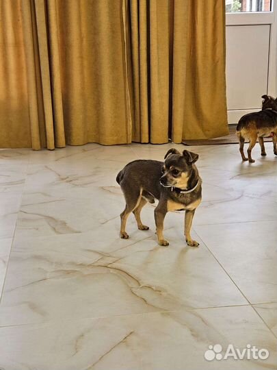 Вязка той-терьер мальчик