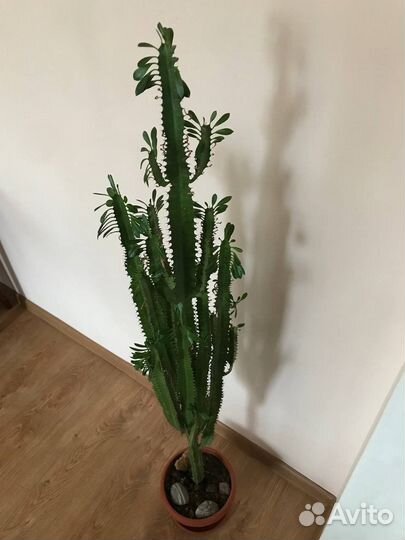 Молочай кактус цветок растение еуфобия