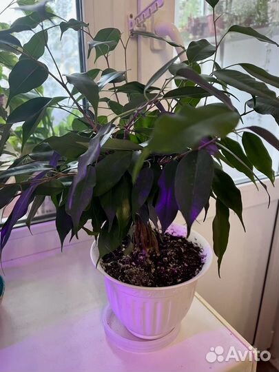 Фикус бенджамина
