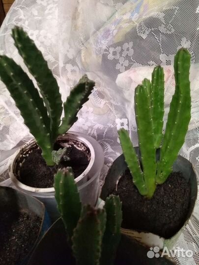 Стапелия, Молочай беложилковый