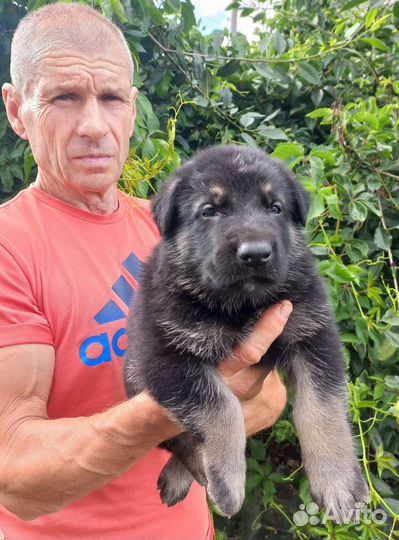 Алиментный щенок вео