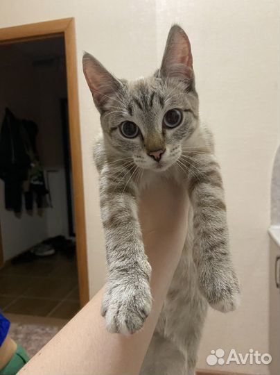 Сиамский кот