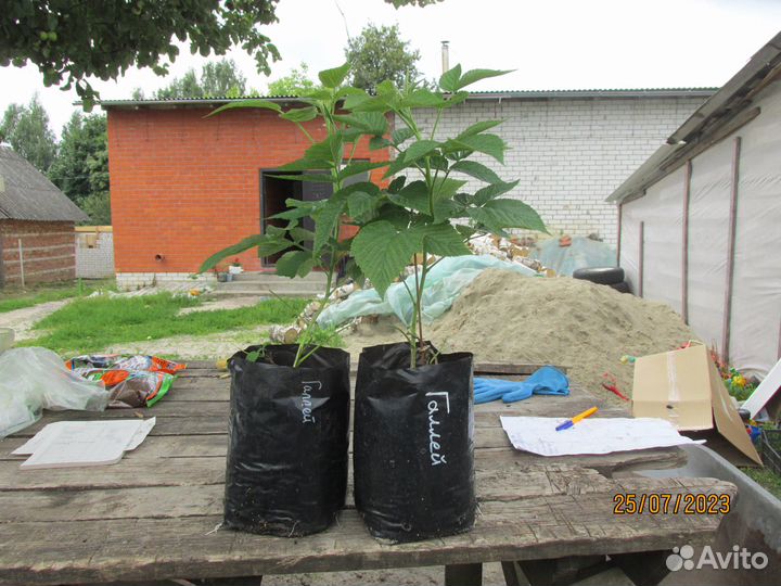 Малина ремонтантная. Саженцы с зкс