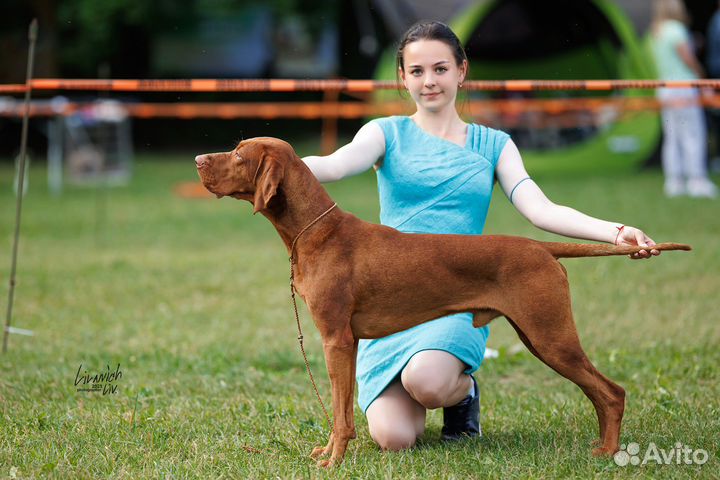 Профессиональный хендлер, фитнес-тренинг