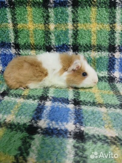 Морская свинка