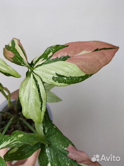 Сингониум Ред спот триколор