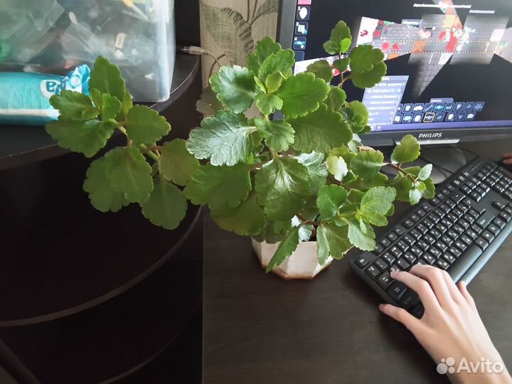 Дримиопсис пятнистый. каланхоэ декорашка