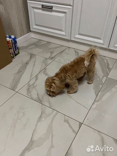 Мальтипу ф1 мальчик 5 мес карамель