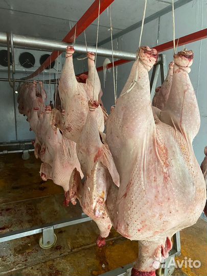 Тушка индейки