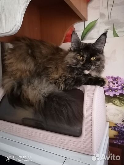 Котята мейн-кун