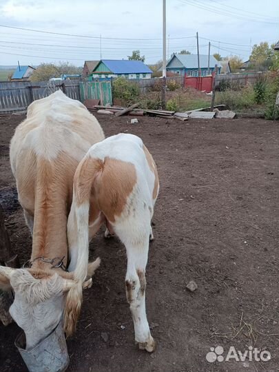 Корова с теленком