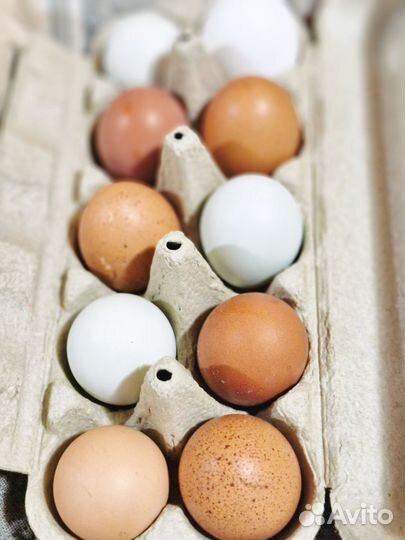 Домашние куриные яйца