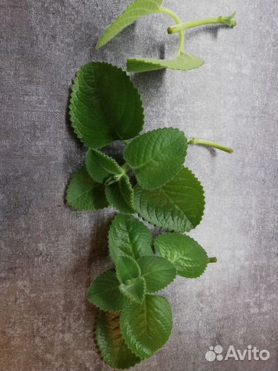 Комнатные цветы. Плектрантус (комнатная мята)