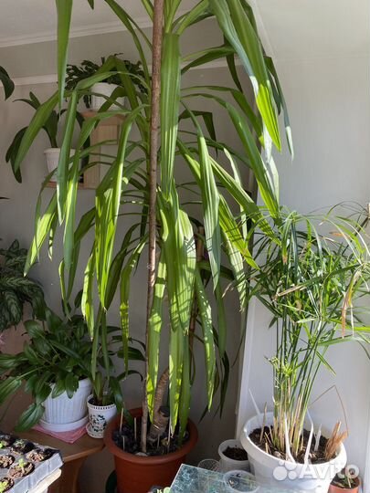 Юкка большая