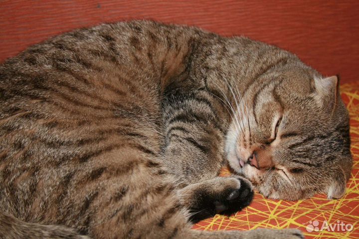 Передержка животных