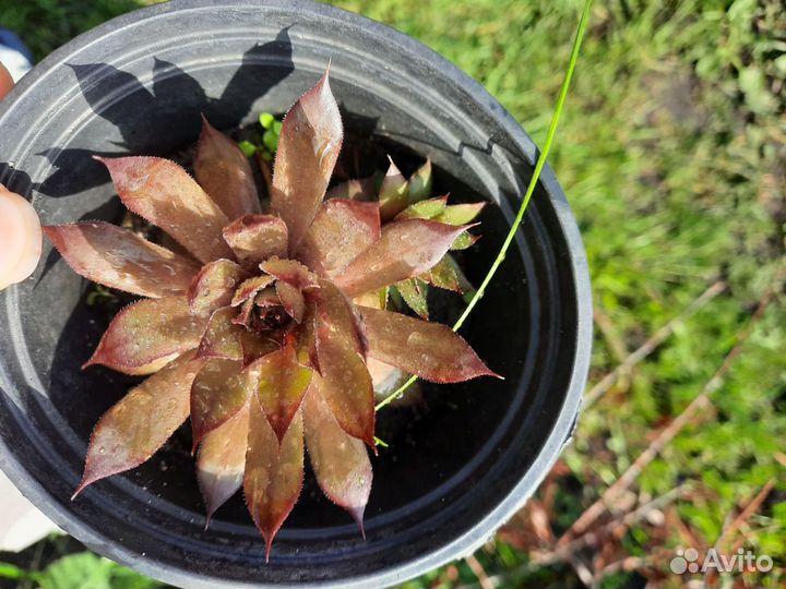 Растения для альпийской горки