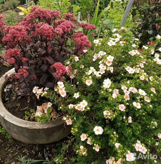 Элимус,седумы,копытень,чистец