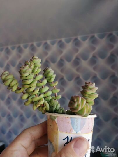 Цветы, суккуленты