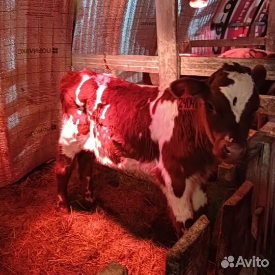 О.телята бычки