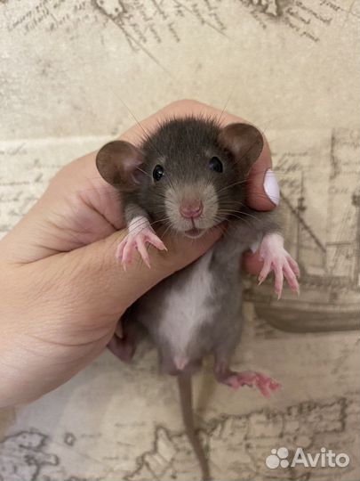 Ручные Крысята Дамбо из Питомника