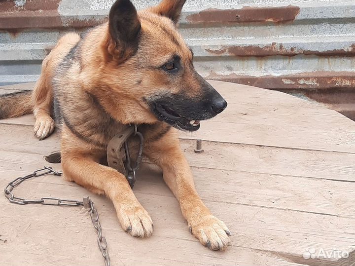 Щенки метисы