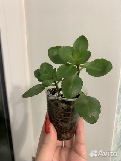 Каланхоэ цветущий