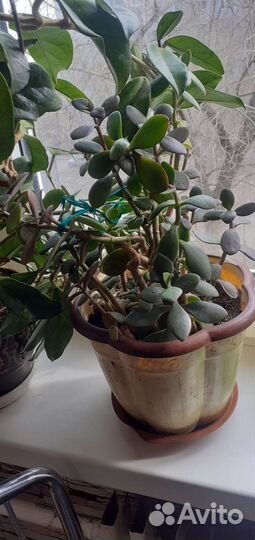 Толстянка.денежное дерево