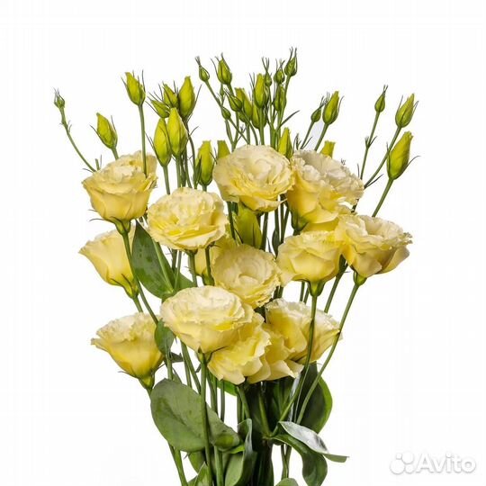 Рассада эустомы Rossana