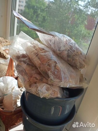 Морские ракушки раковины Пушкин