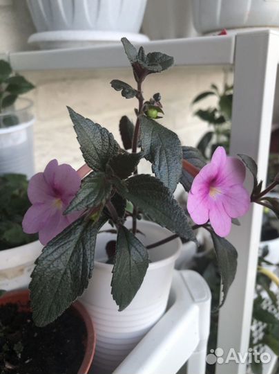 Ахименес Peach blossom