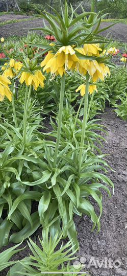 Рябчик. Точно зацветет