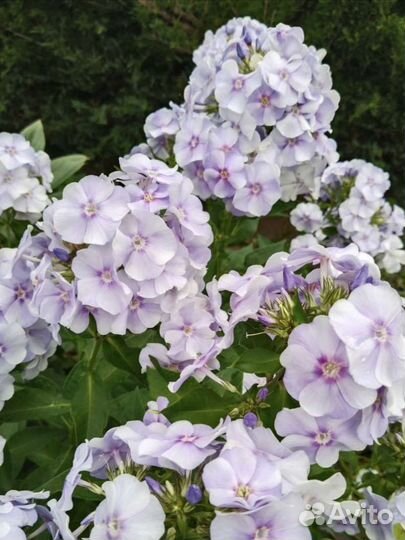 Флоксы многолетние