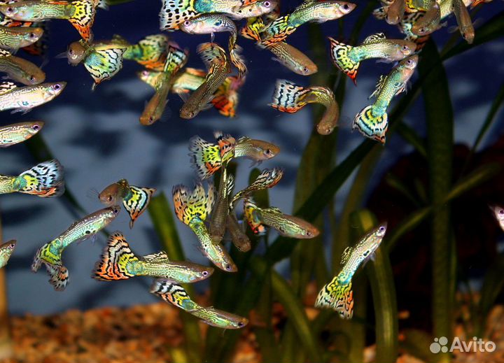 Аквариумные рыбы