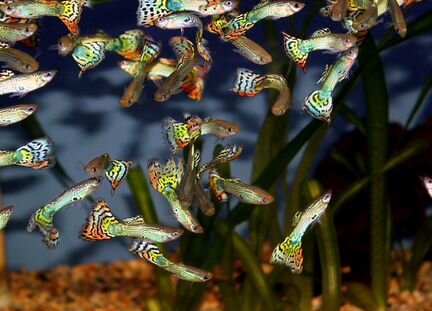 Аквариумные рыбы