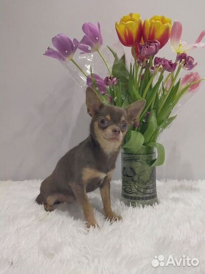 Лиловая чихуашечка