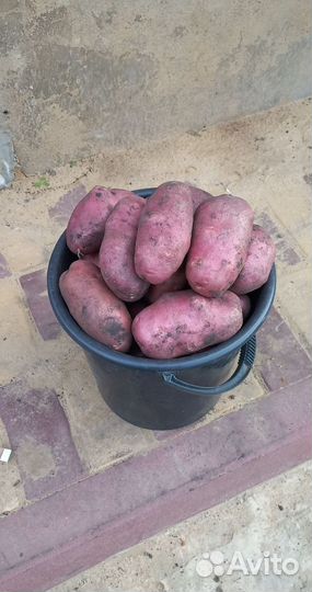 Продам картофель