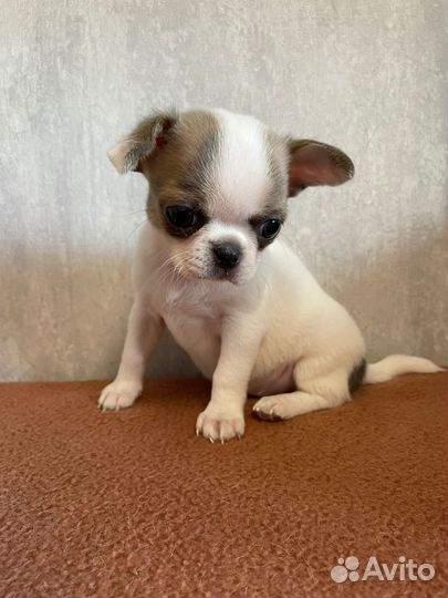 Щенки чихуахуа