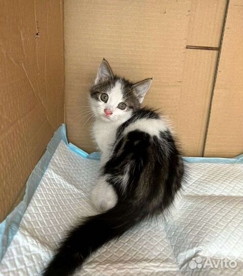 Котенок в дар бесплатно