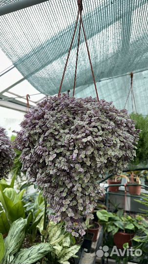 Традесканция гибазис