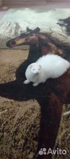 Хорёк альбинос