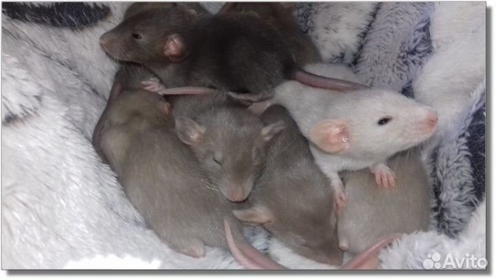 Крысята Дамбо. Крысы кофейные, молочные. Питомник