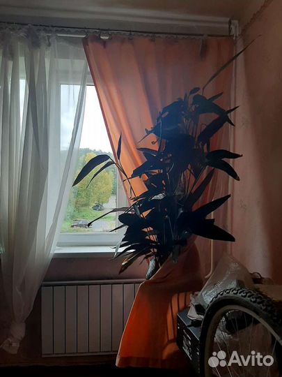 Кордилина