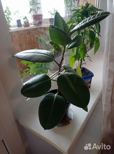 Фикус и денежное дерево