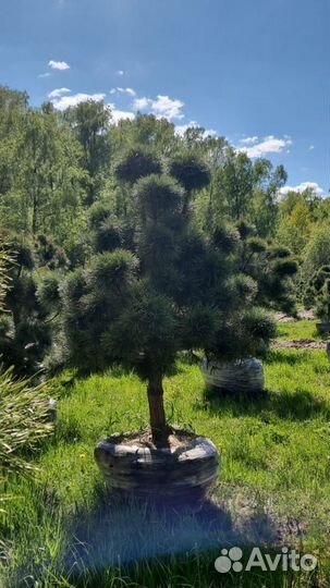 Дерево бонсай