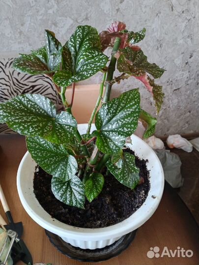 Цветы домашние в горшках