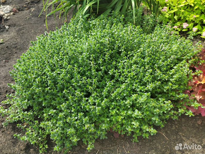 Тимьян (чабрец) садовый