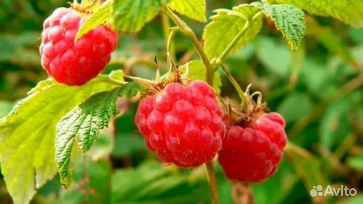 Малина сбор 15.06