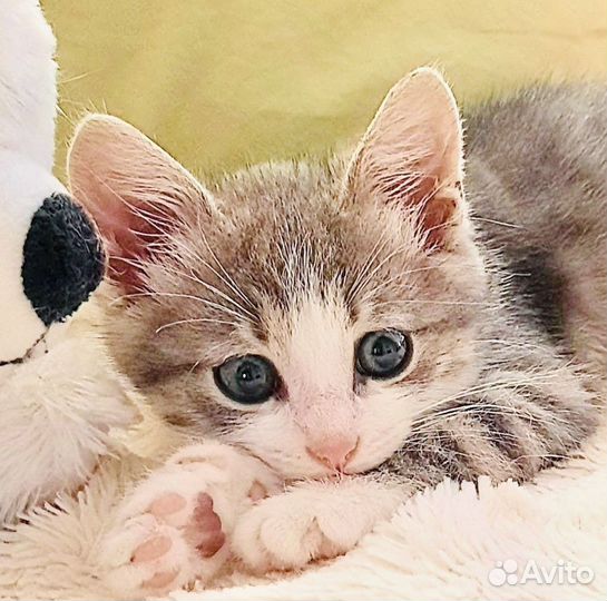 Ника ждет мам и пап