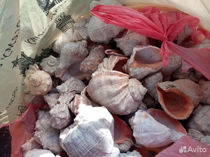 Морские ракушки раковины